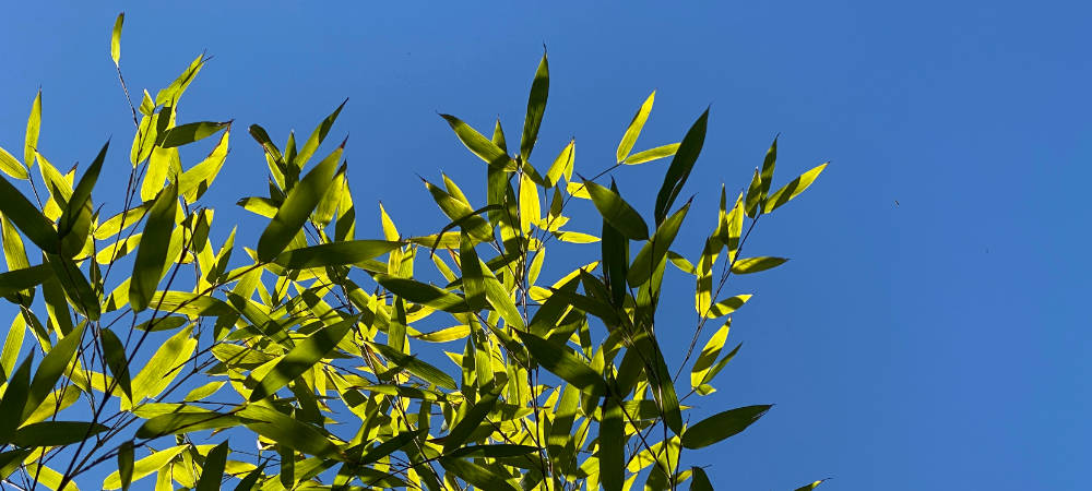 Grüne Bambus Blätter vor blaumem Himmel