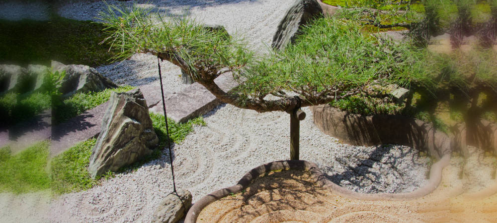 geharkte braune und weiße Kiesflaeche mit japanischem Kiefern-Bonsai