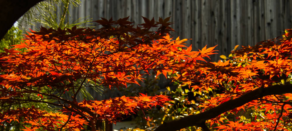Leuchtend roter japanischer Ahorn vor grauer Holzwand